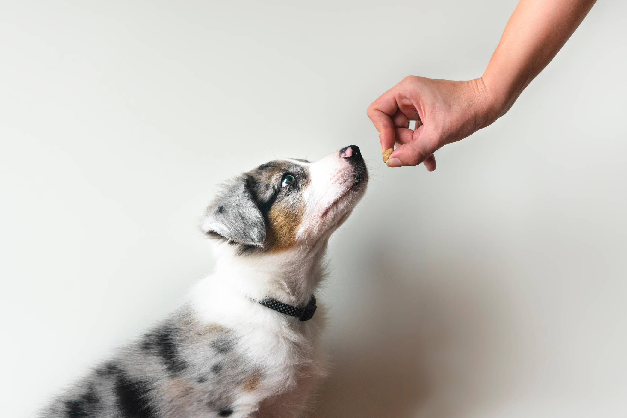 AdobeStock 496317706 puppy-treat