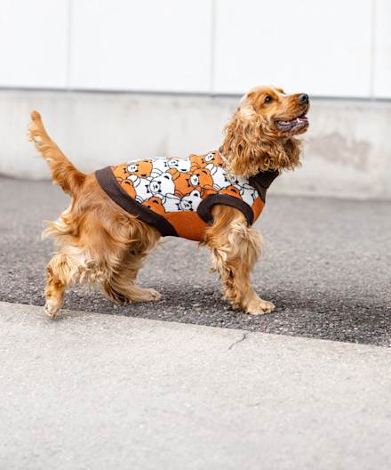 Liten lys brun hund med oransj hundetrøye