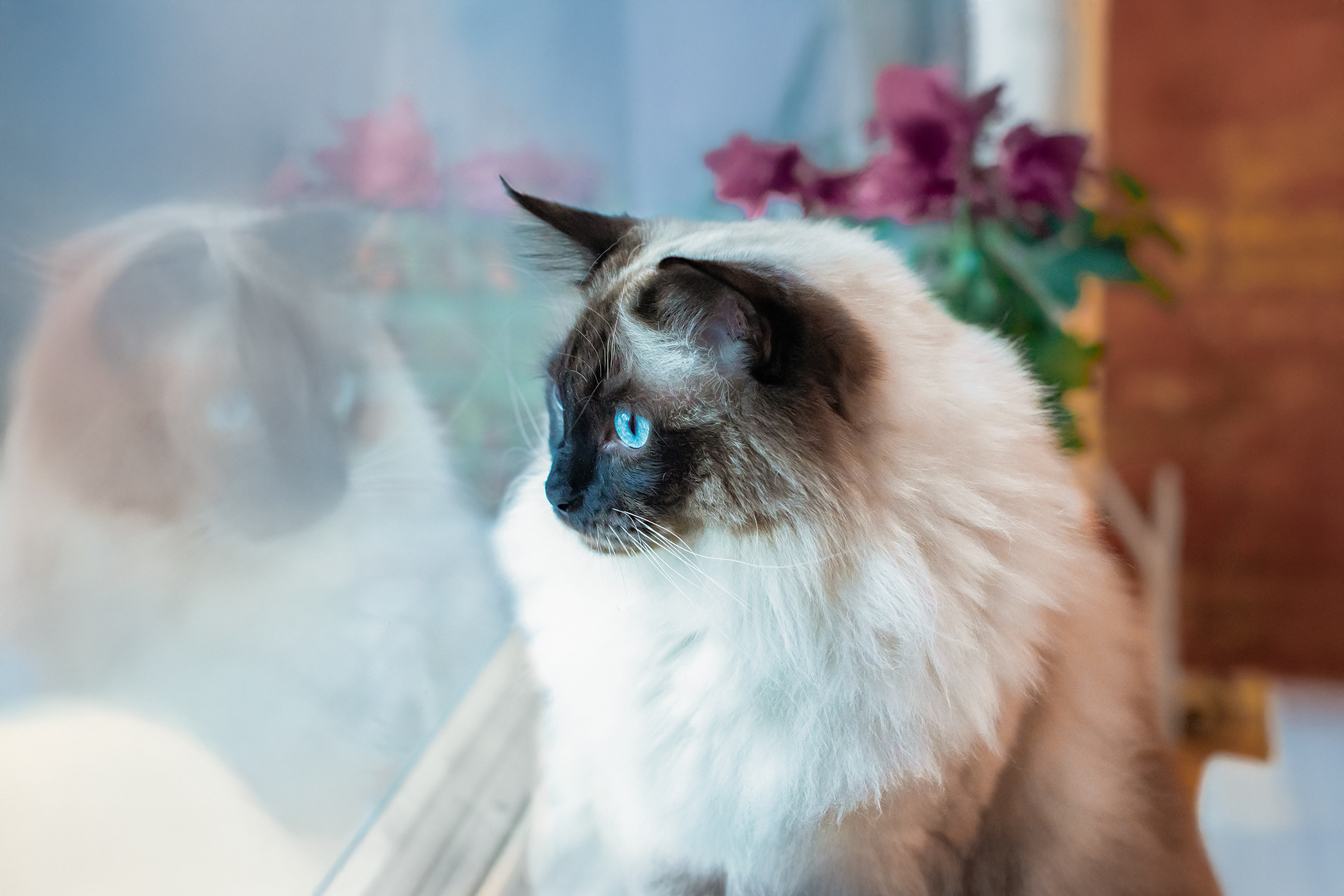 Pureplay article how long can a cat be left alone CAT 3x2