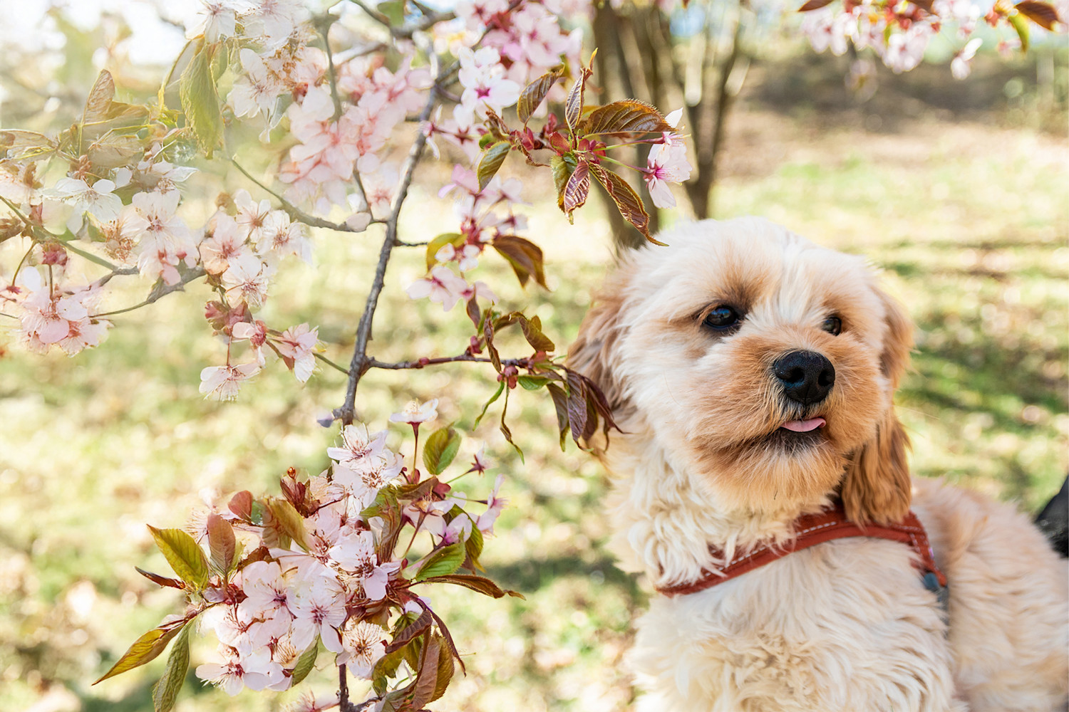 Pureplay article Eyes DOG 3x2