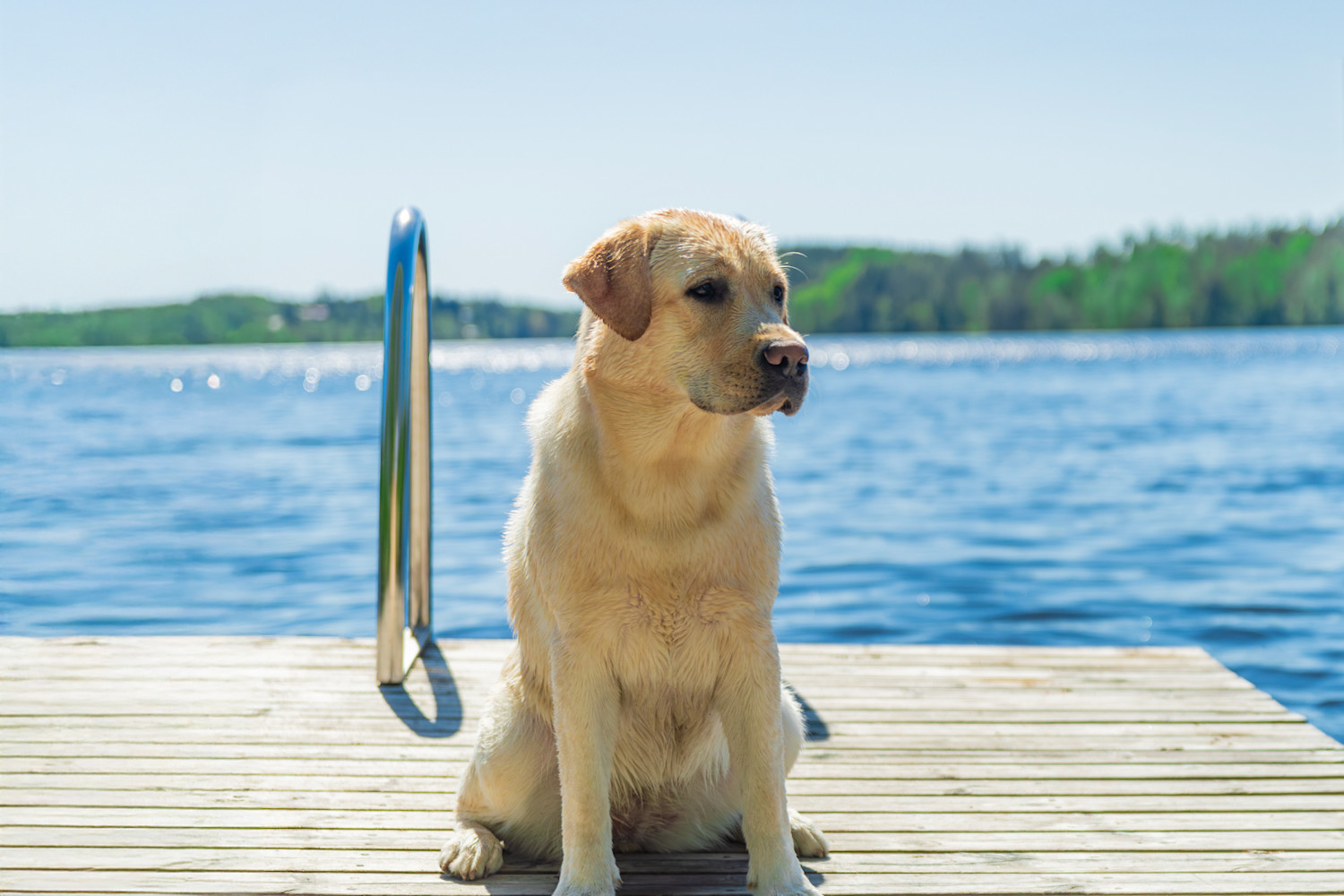 Pureplay article Labrador Retriever DOG 3x2