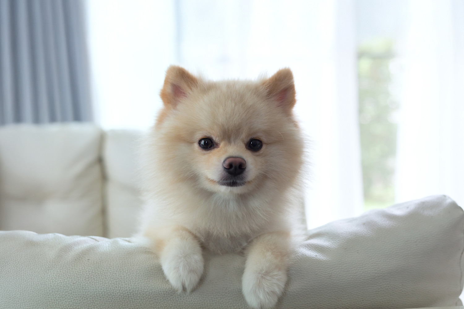 Pureplay article Pomeranian DOG 3x2