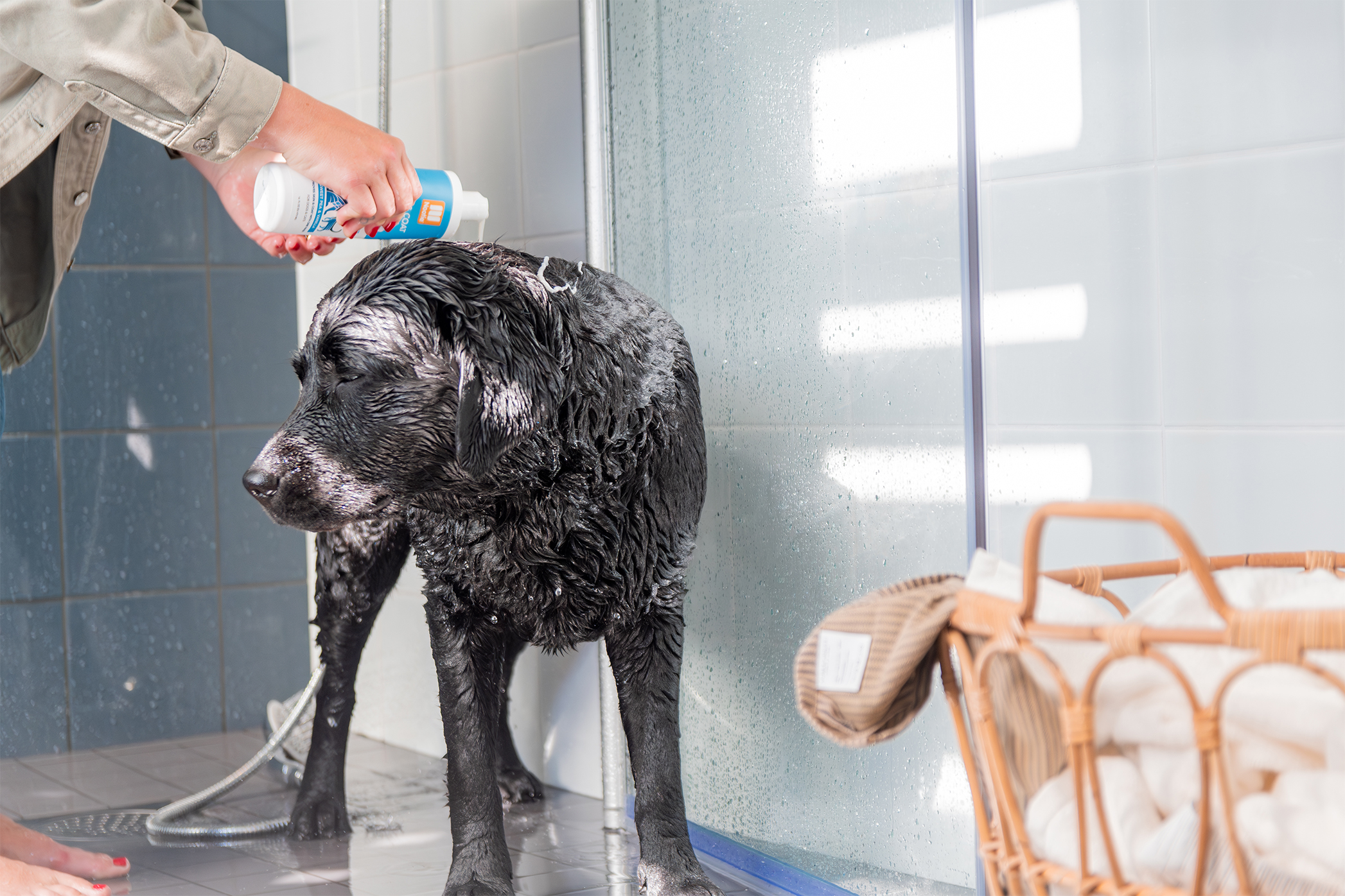 Pureplay article bathing or showering your dog DOG 3x2