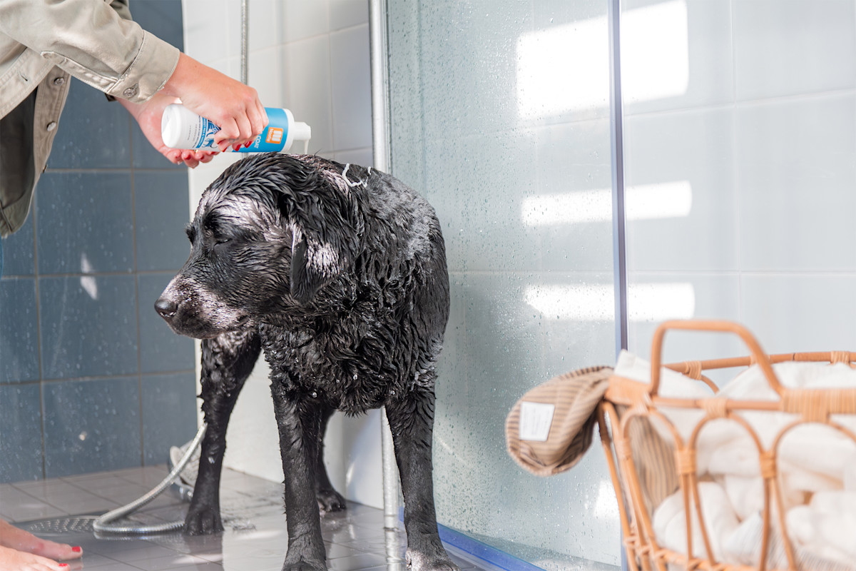 Pureplay article bathing or showering your dog DOG 3x2