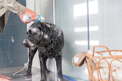 Pureplay article bathing or showering your dog DOG 3x2