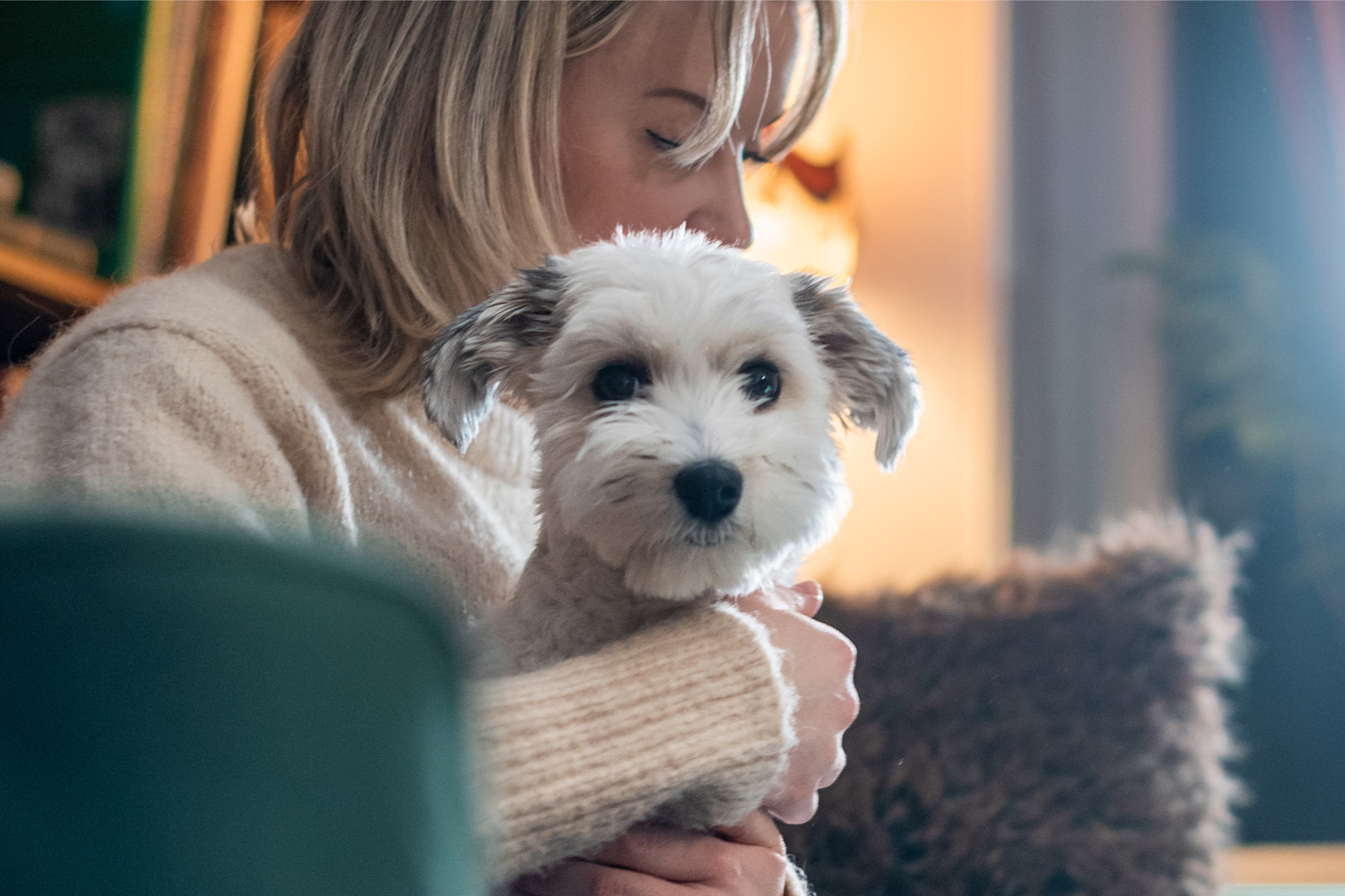 Pureplay article ADOPTING A RELOCATION DOG DOG 3x2