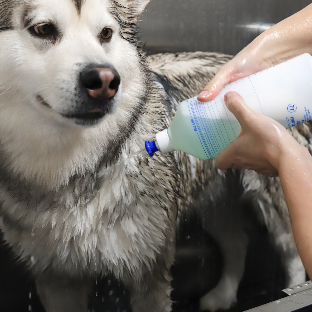 Koiran itsepalvelupesula Lahti