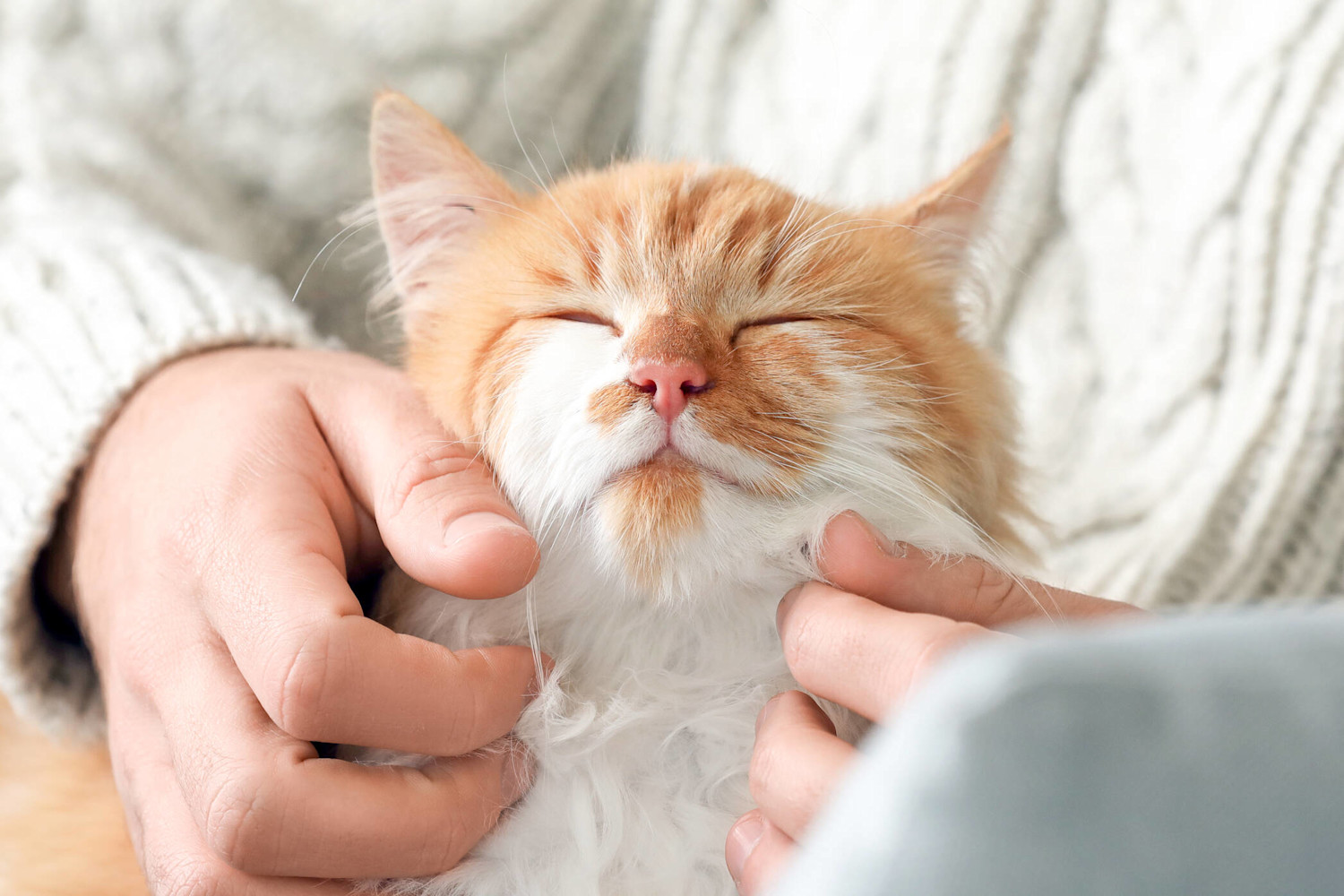 AdobeStock mies-ja-kissa-rapsutus-silitys-kissanpaiva-305638255-2094x1396