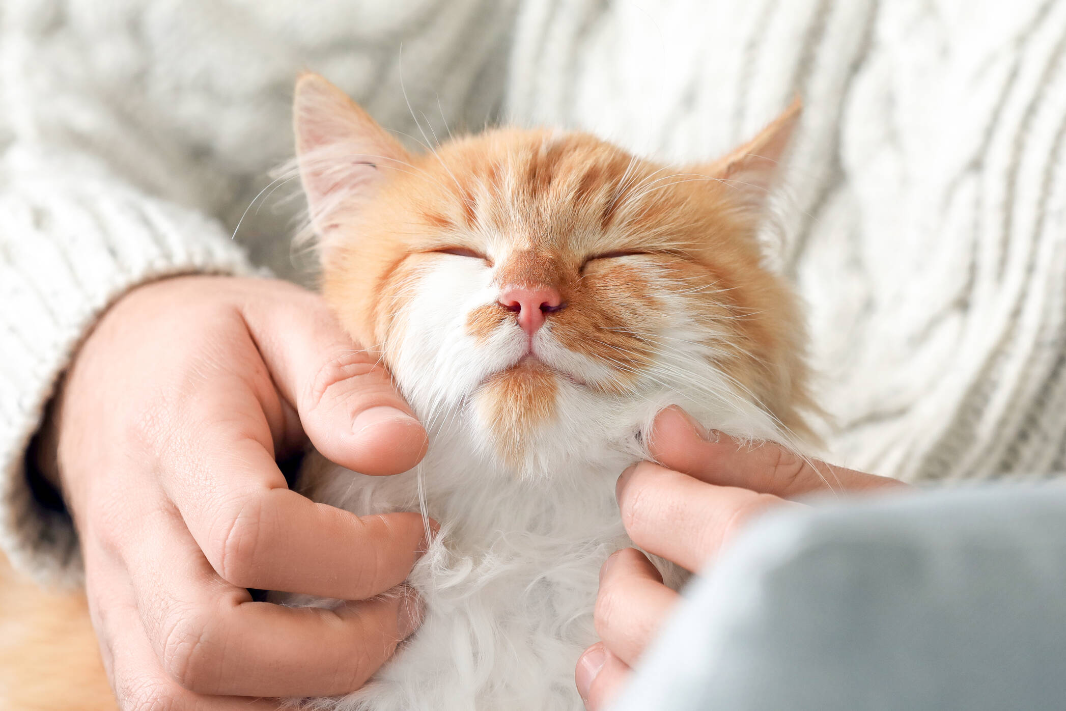 AdobeStock mies-ja-kissa-rapsutus-silitys-kissanpaiva-305638255-2094x1396