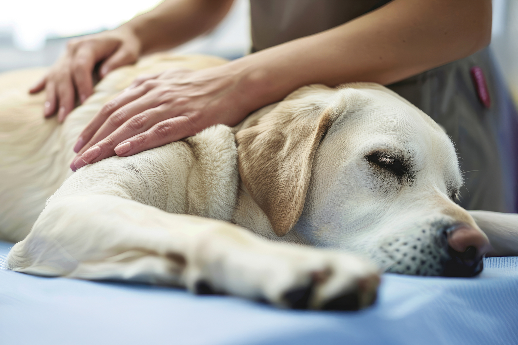 Pureplay First aid for dogs DOG 3x2