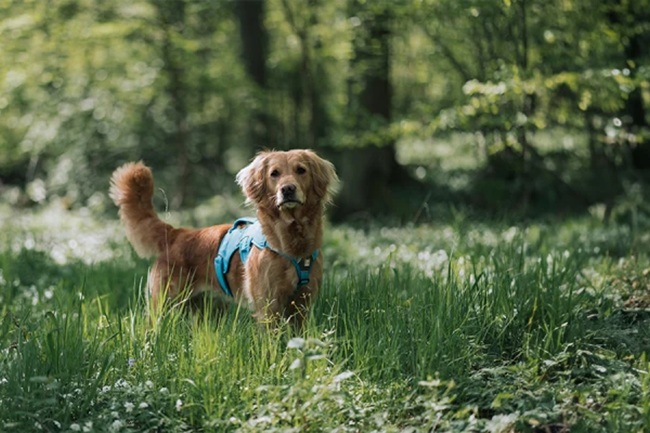 golden retriever