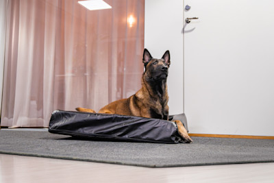 Pureplay How to Choose the Right Dog Bed 3x2