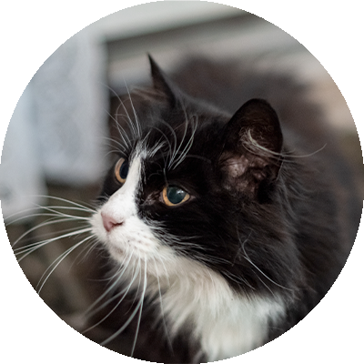 Senior katt