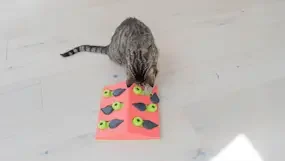 PurePlay CAT Toy Article