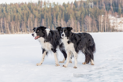 Pureplay article Border collie DOG 3x2
