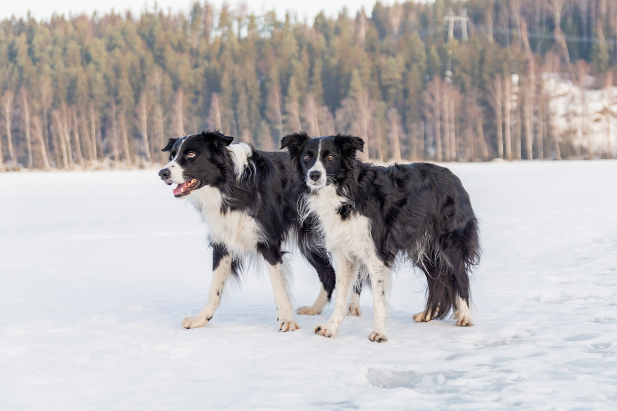 Pureplay article Border collie DOG 3x2