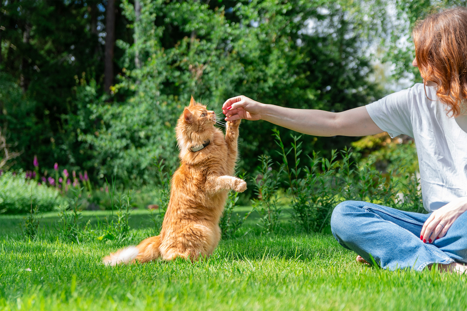 Pureplay Animals during holiday times CAT 3x2