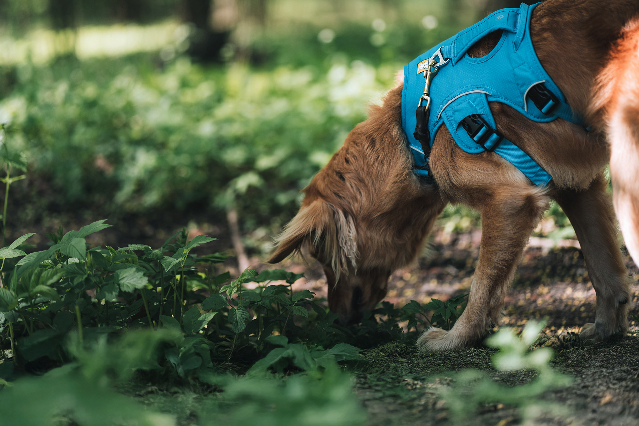 Pureplay article Viper bite DOG 3x2