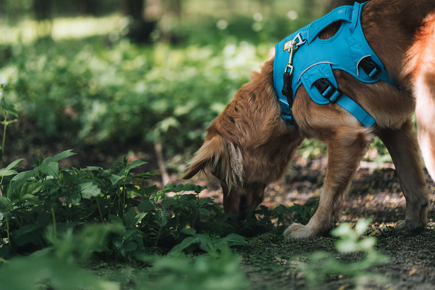 Pureplay article Viper bite DOG 3x2