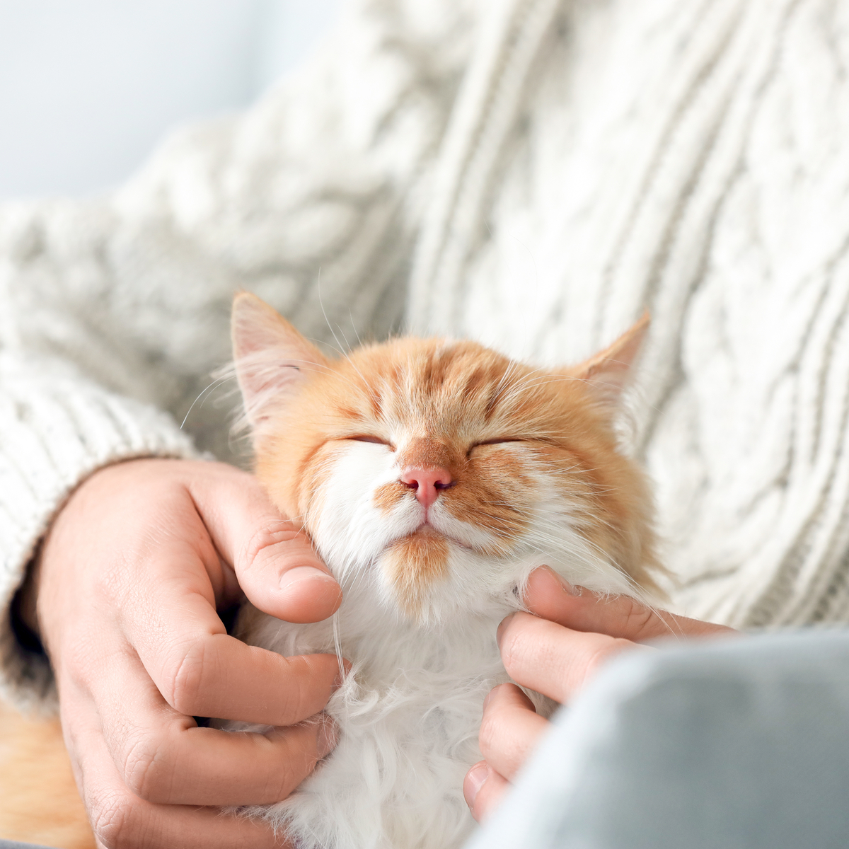 AdobeStock mies-ja-kissa-rapsutus-silitys-kissanpaiva-305638255-2094x1396