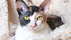 Cornish-rex-arken-zoo-900x300