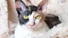Cornish-rex-arken-zoo-900x300
