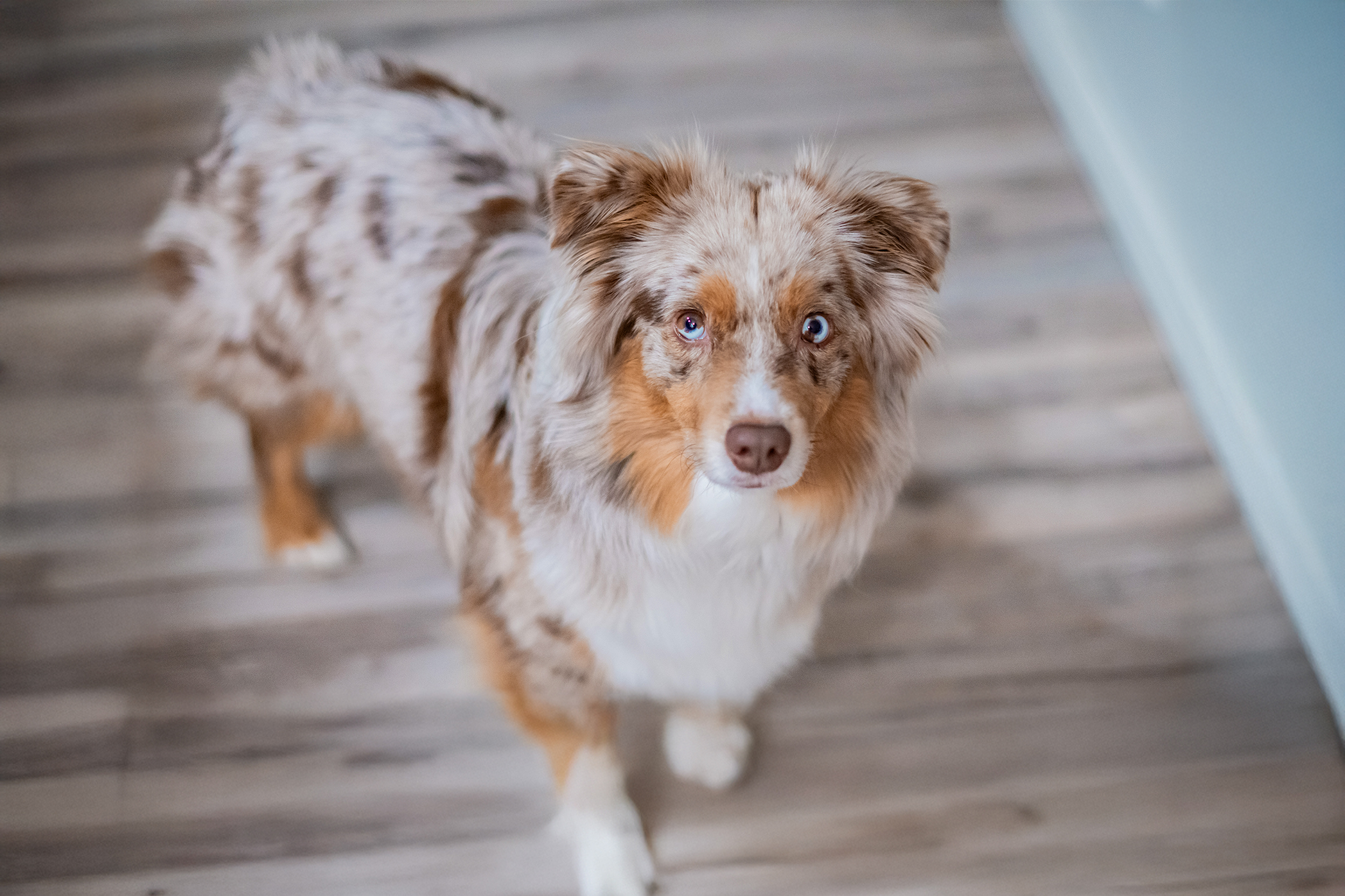 Pureplay article DOG 3x2