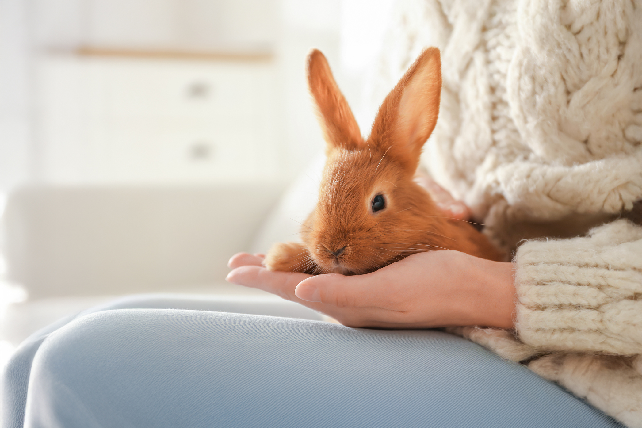 Pureplay article Rabbit Guide SMALL ANIMAL 3x2