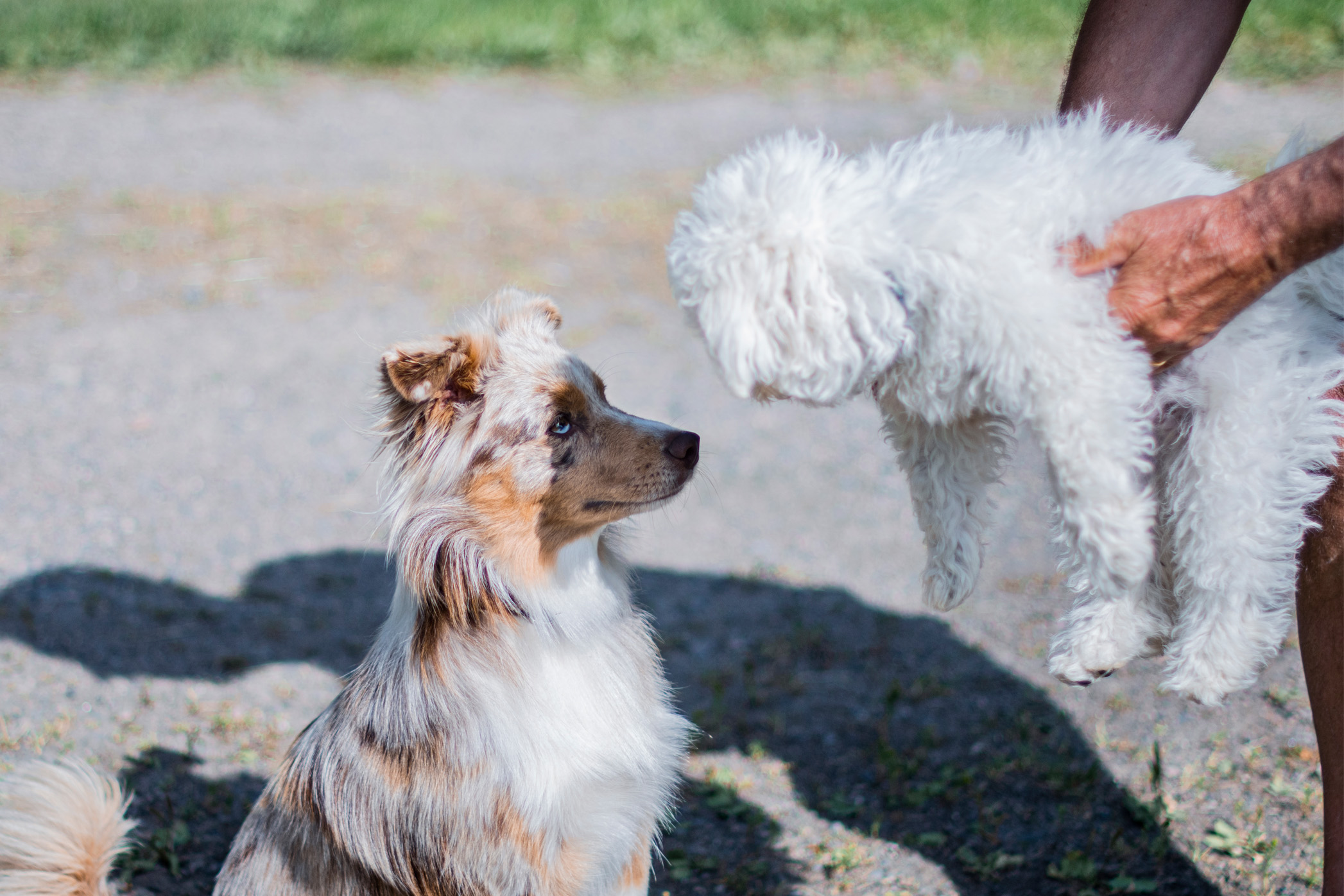 koiranpennun-sosialistaminen