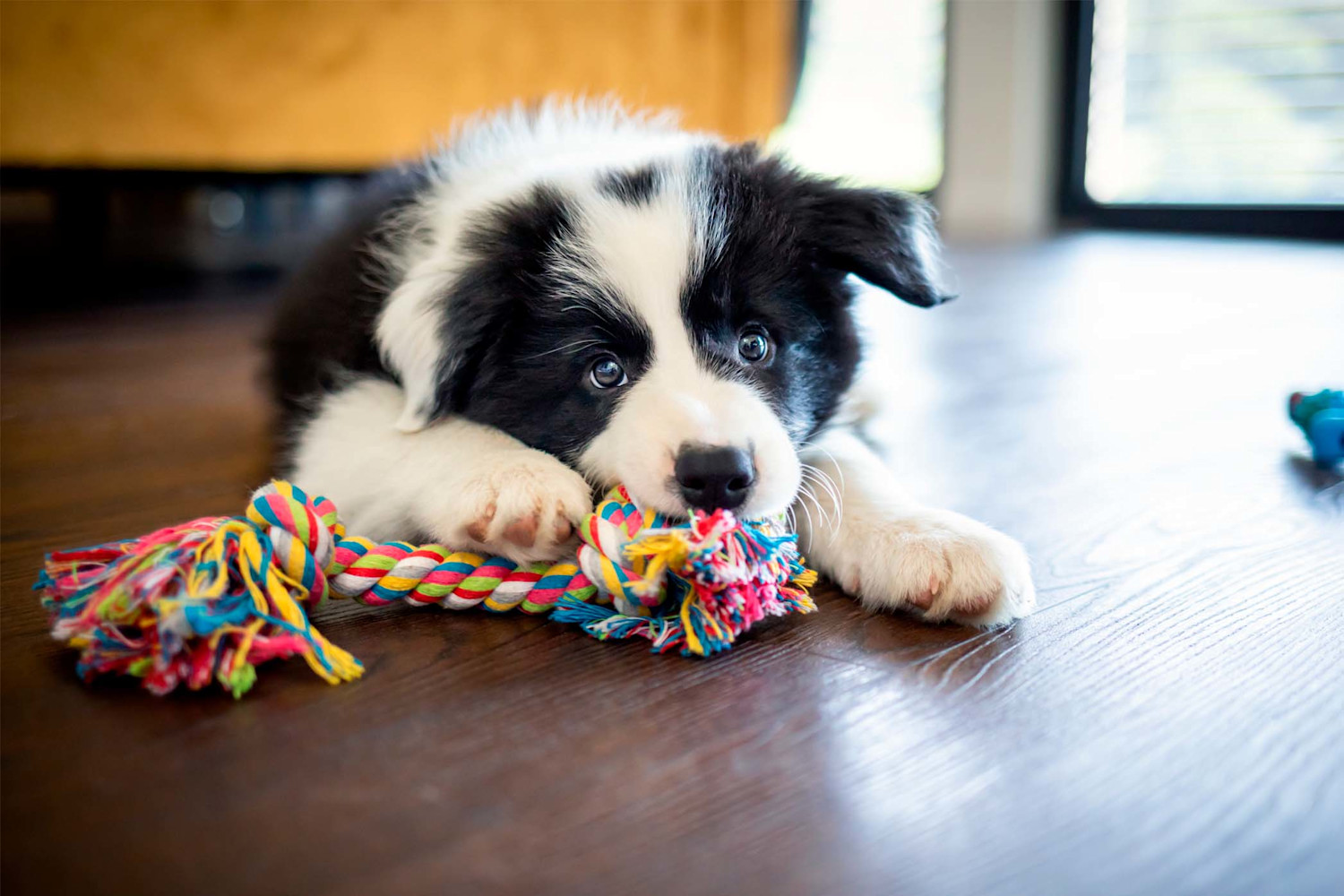 Koiranpennun-yksinolo