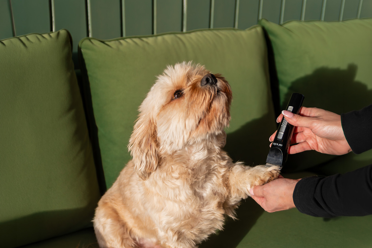 Pureplay Best trimmer DOG 3x2