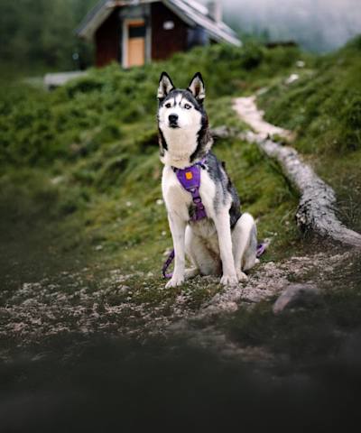 Woolly Wolf -tuotteet