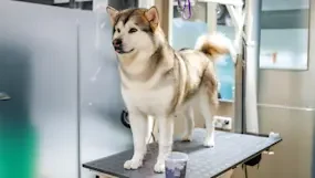 PurePlay 1080x1920 Dog6