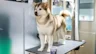 PurePlay 1080x1920 Dog6