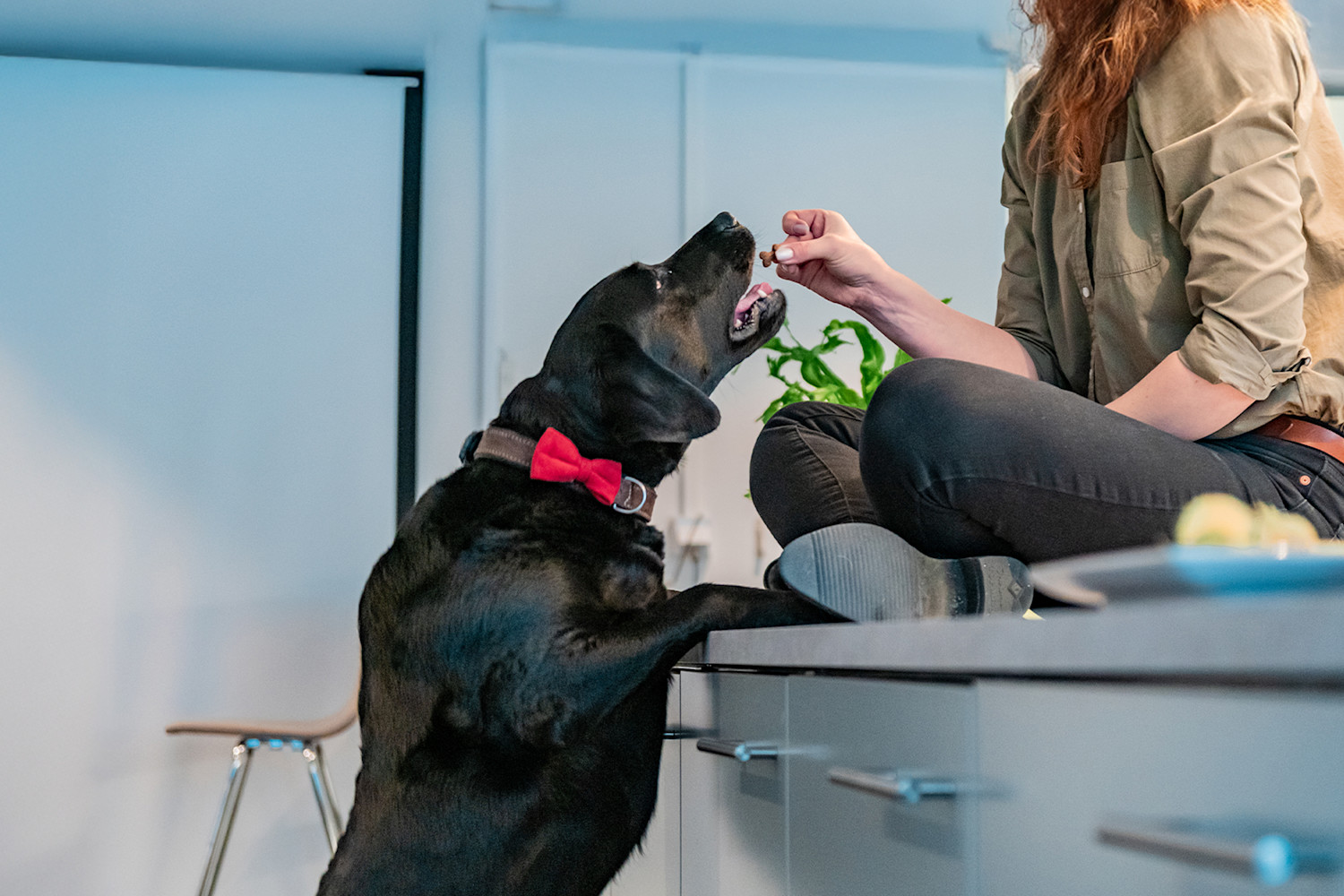 Pureplay article Fat Free food DOG 3x2