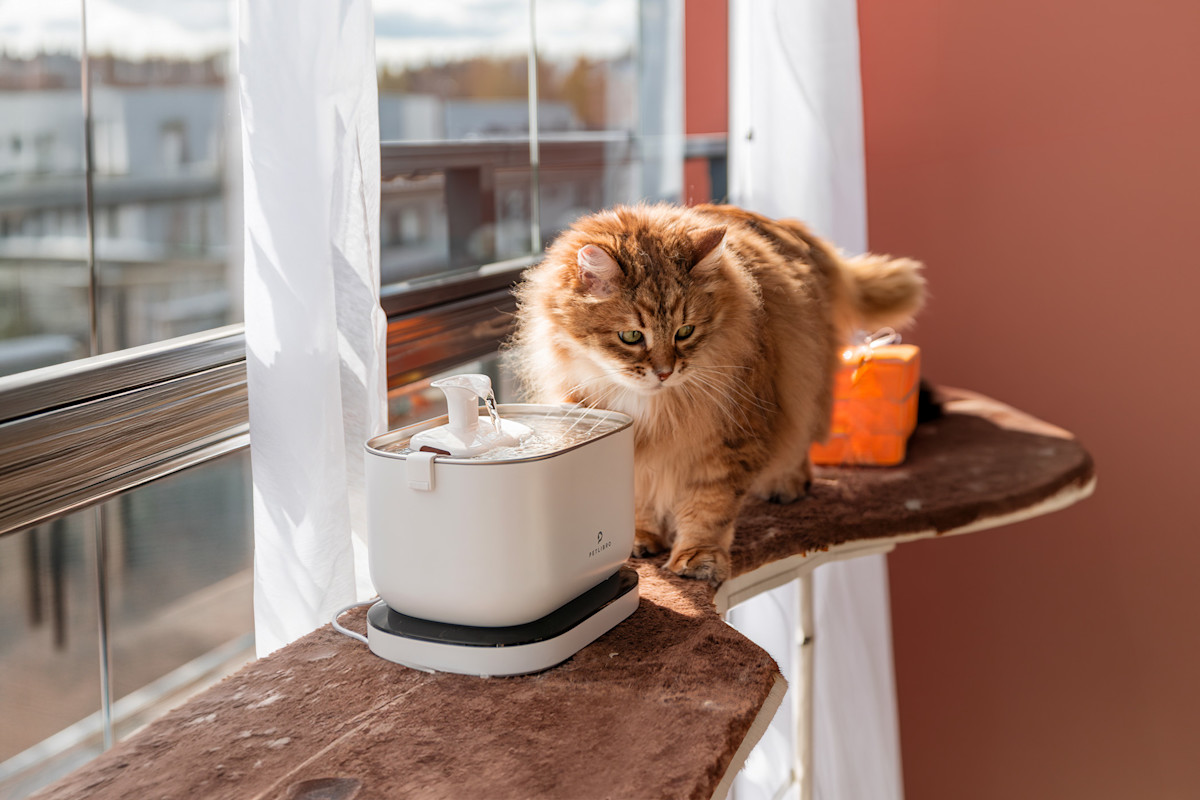Pureplay Cat waterfontain best in test CAT 3x2