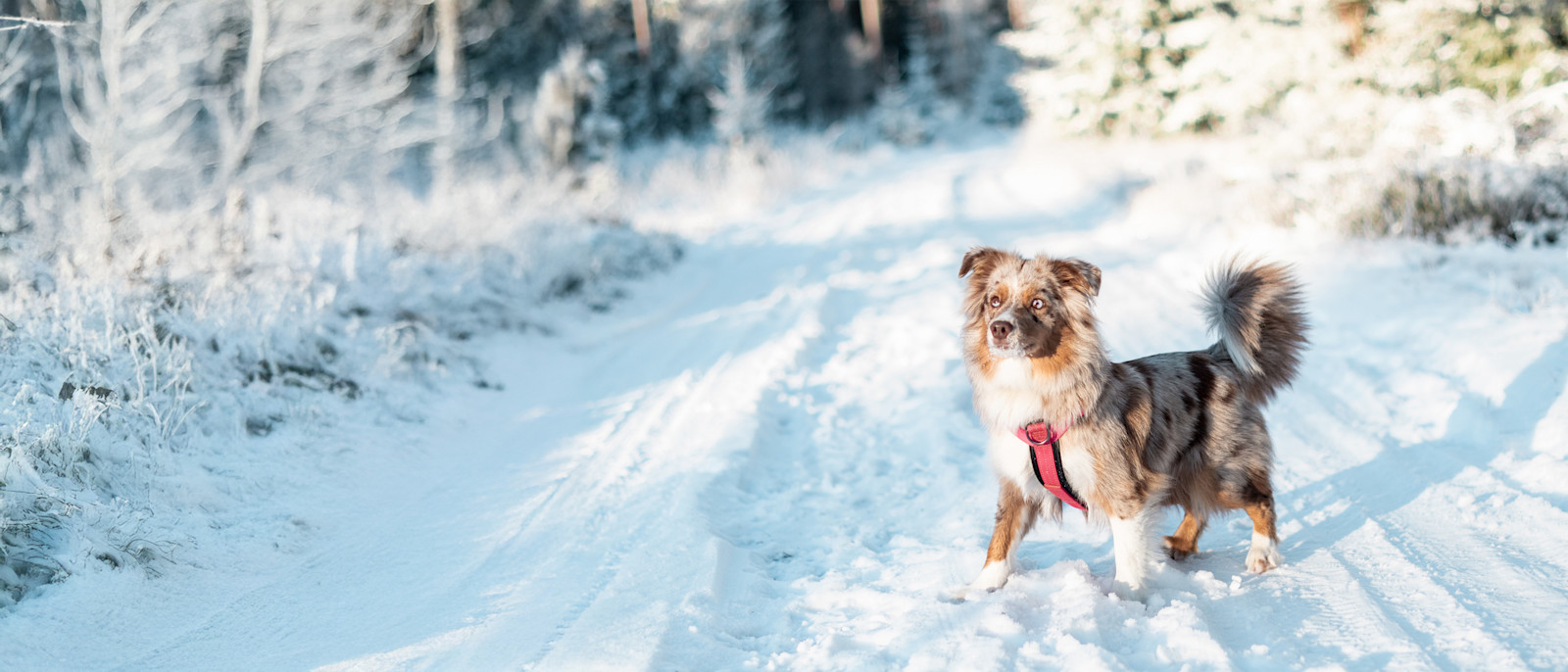 PurePlay Toppbanner Winter DOG 21.9