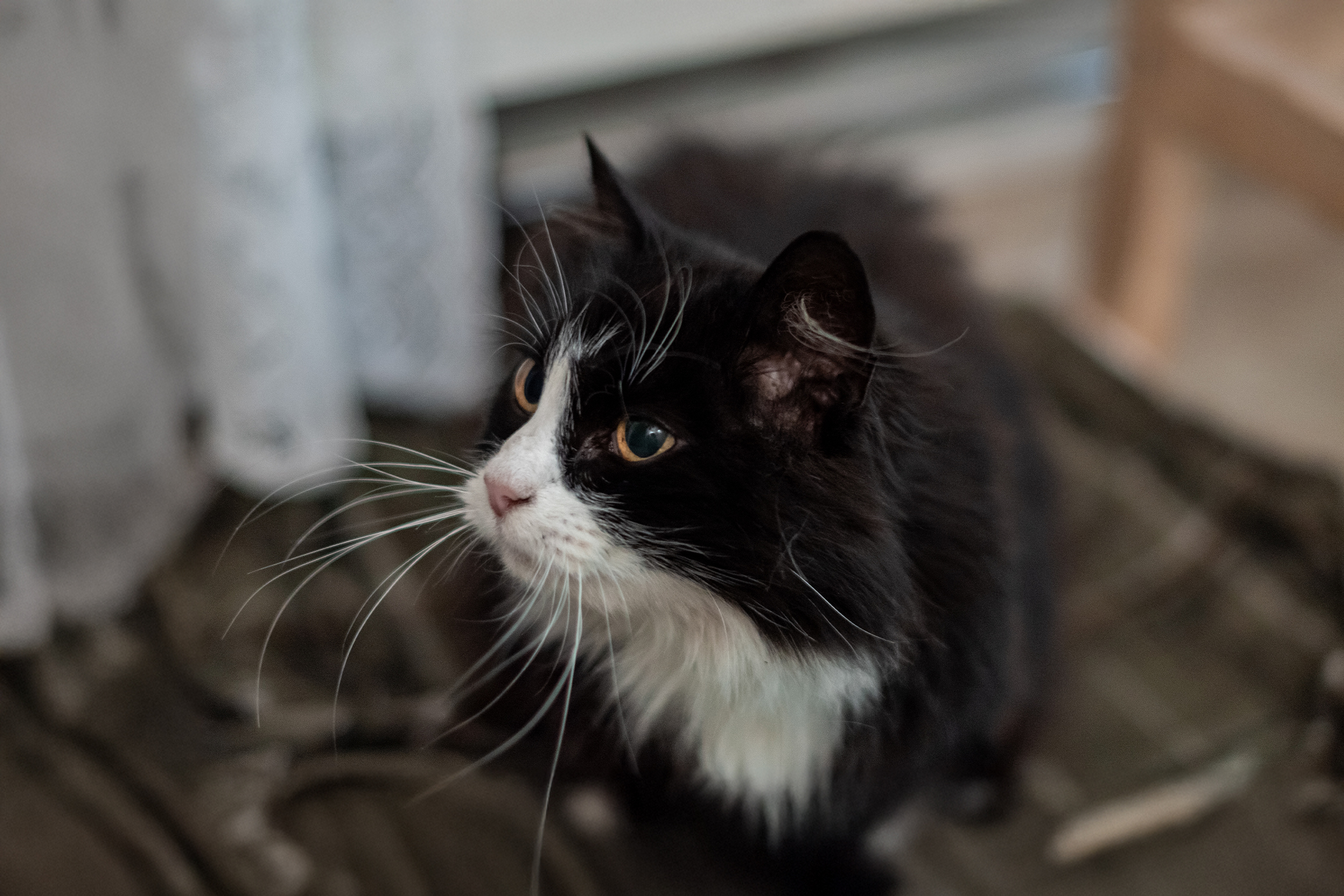 Pureplay Older cat loses weight CAT 3x2