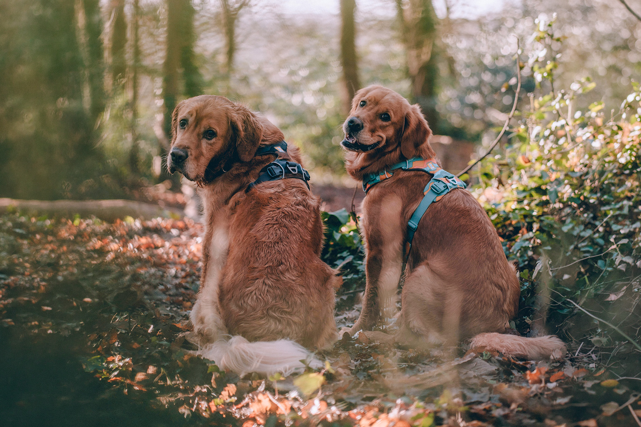 Pureplay Dog harness best in test 2026 DOG 3x2