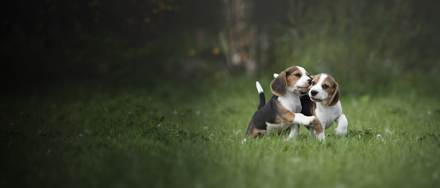 Tuplasti tarjouksia! Vain tänään!