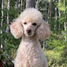 Summer dog poodle Luka dandelions (5)