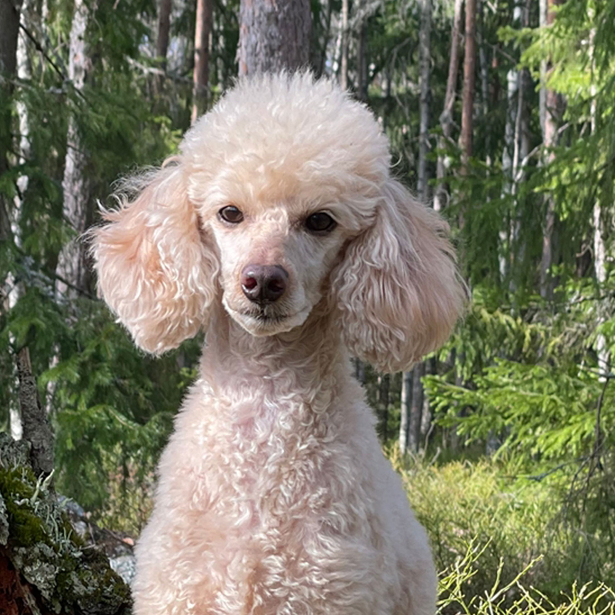 Summer dog poodle Luka dandelions (5)