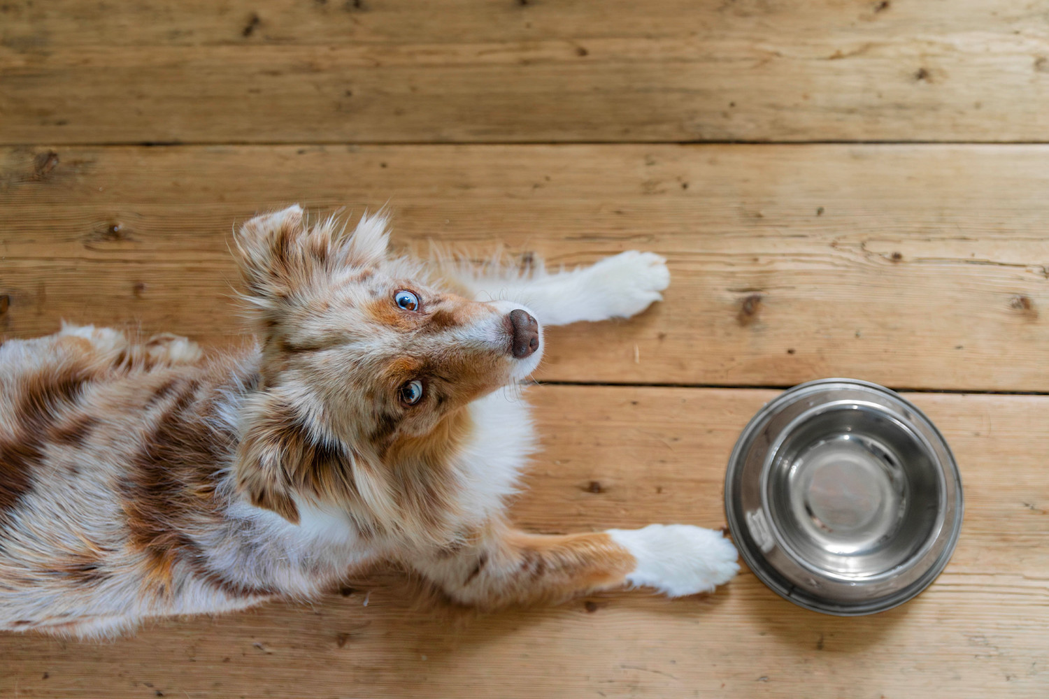 Pureplay article How mush should a dog eat DOG 3x2