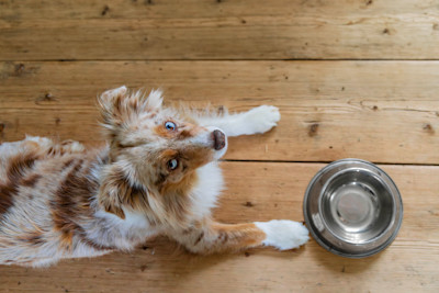 Pureplay article How much should a dog eat DOG 3x2