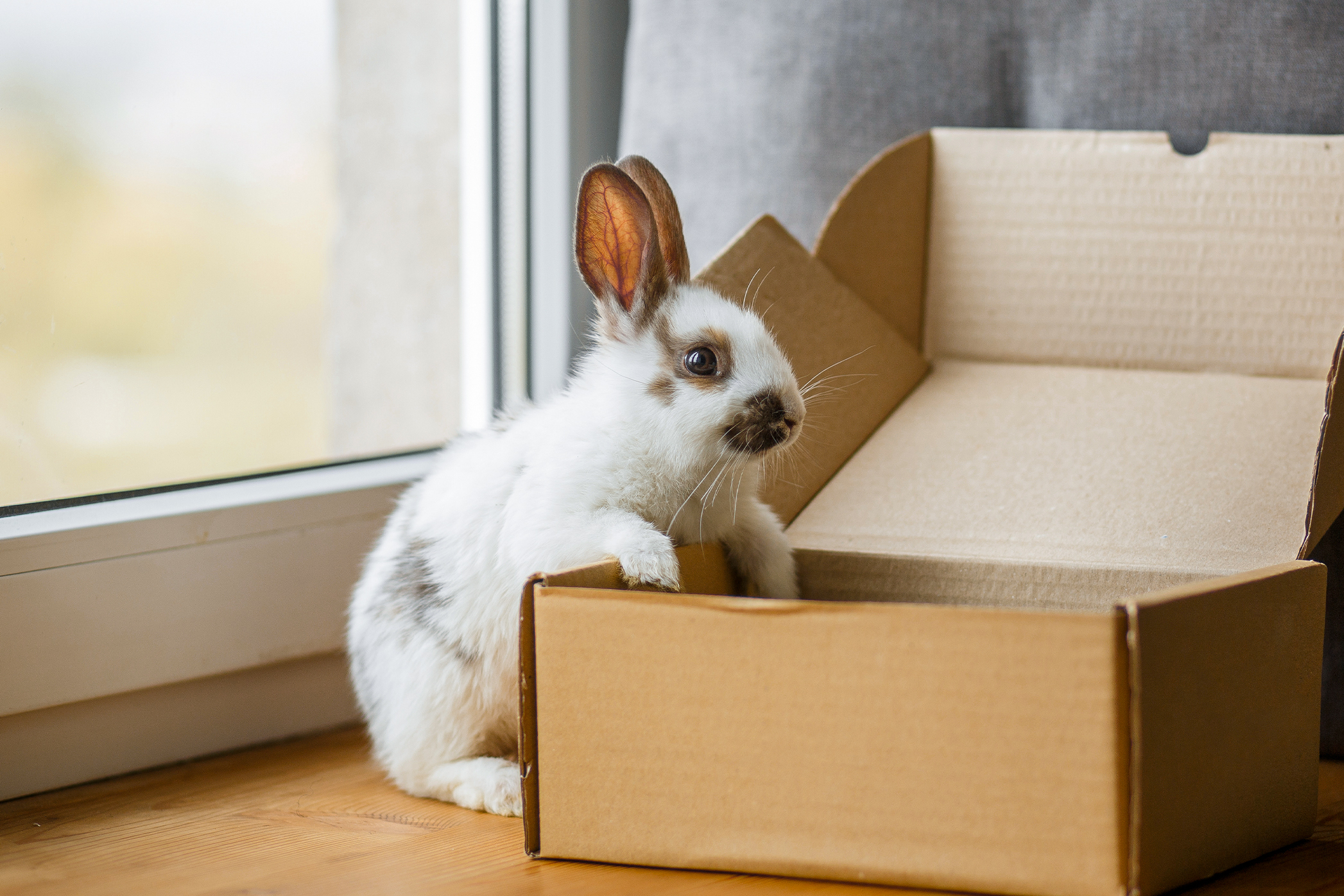 Pureplay article How to housetrain your rabbit SMALL ANIMAL 3x2