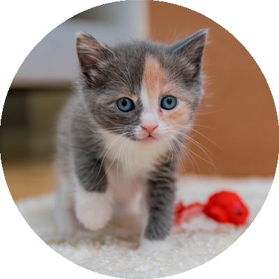 Kattunge