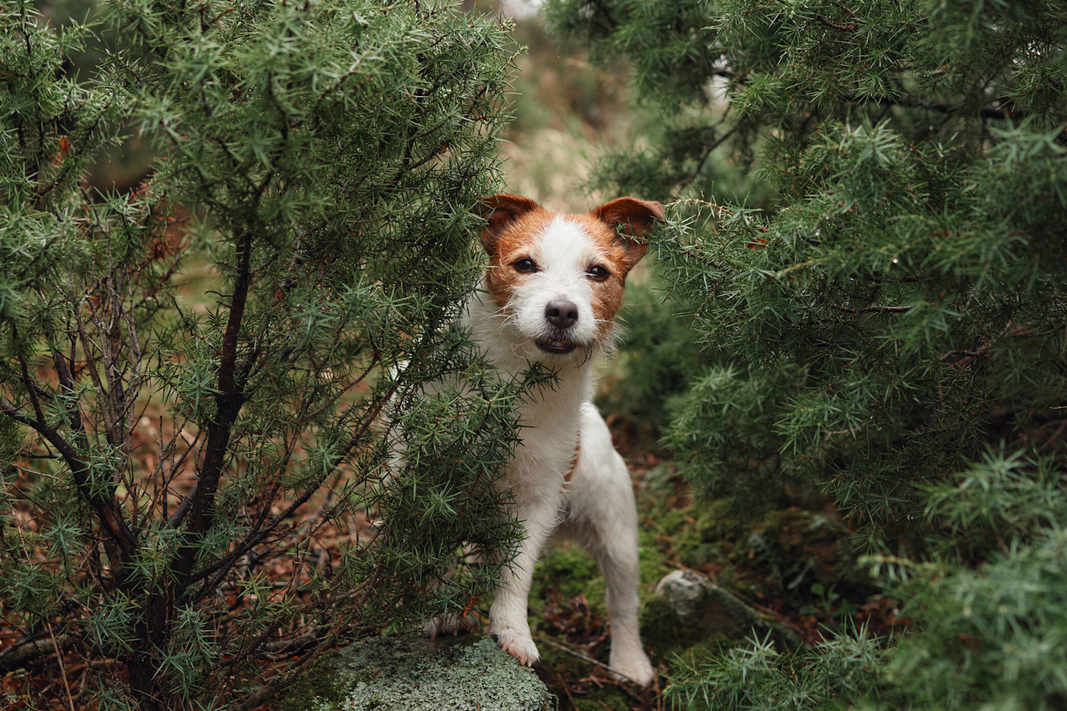 AdobeStock 603608605 russell autumn-2094x1396px