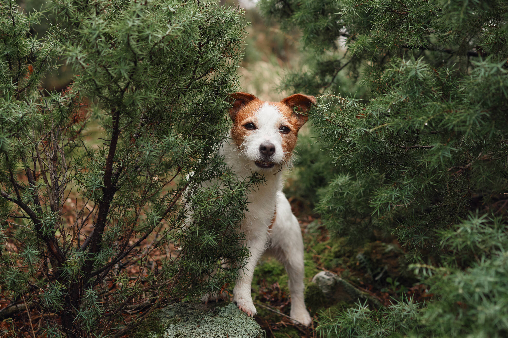 AdobeStock 603608605 russell autumn-2094x1396px