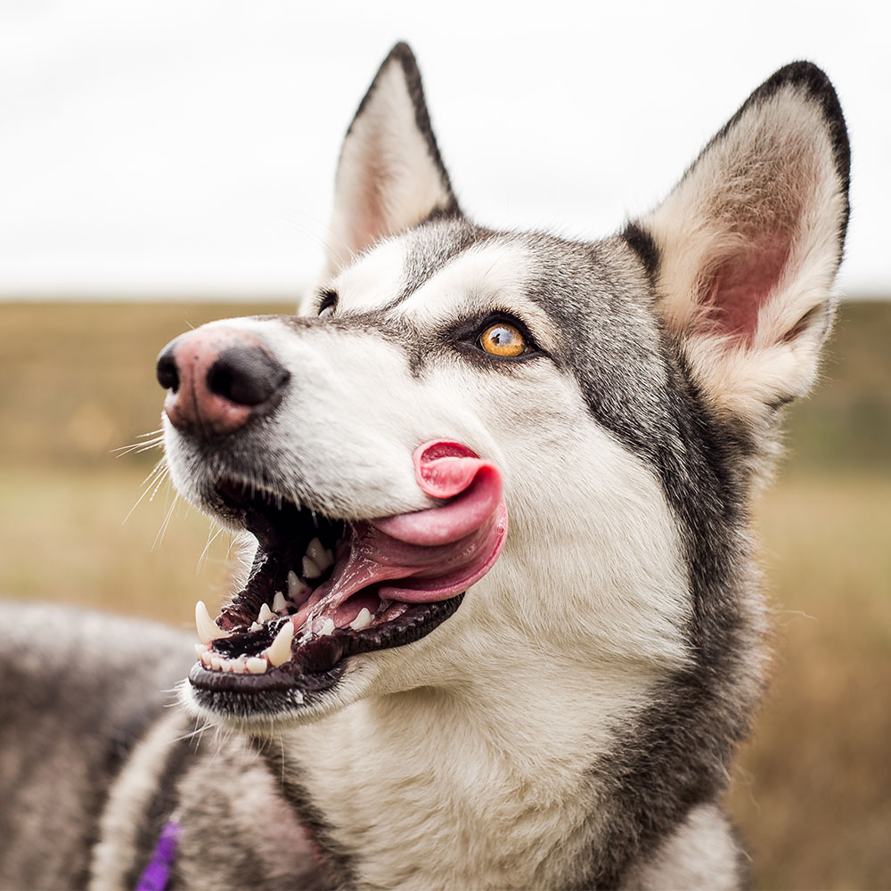 PETEN/ARTICLE/DOG FEEDING/WHAT DOG CAN AND CANNOT EAT