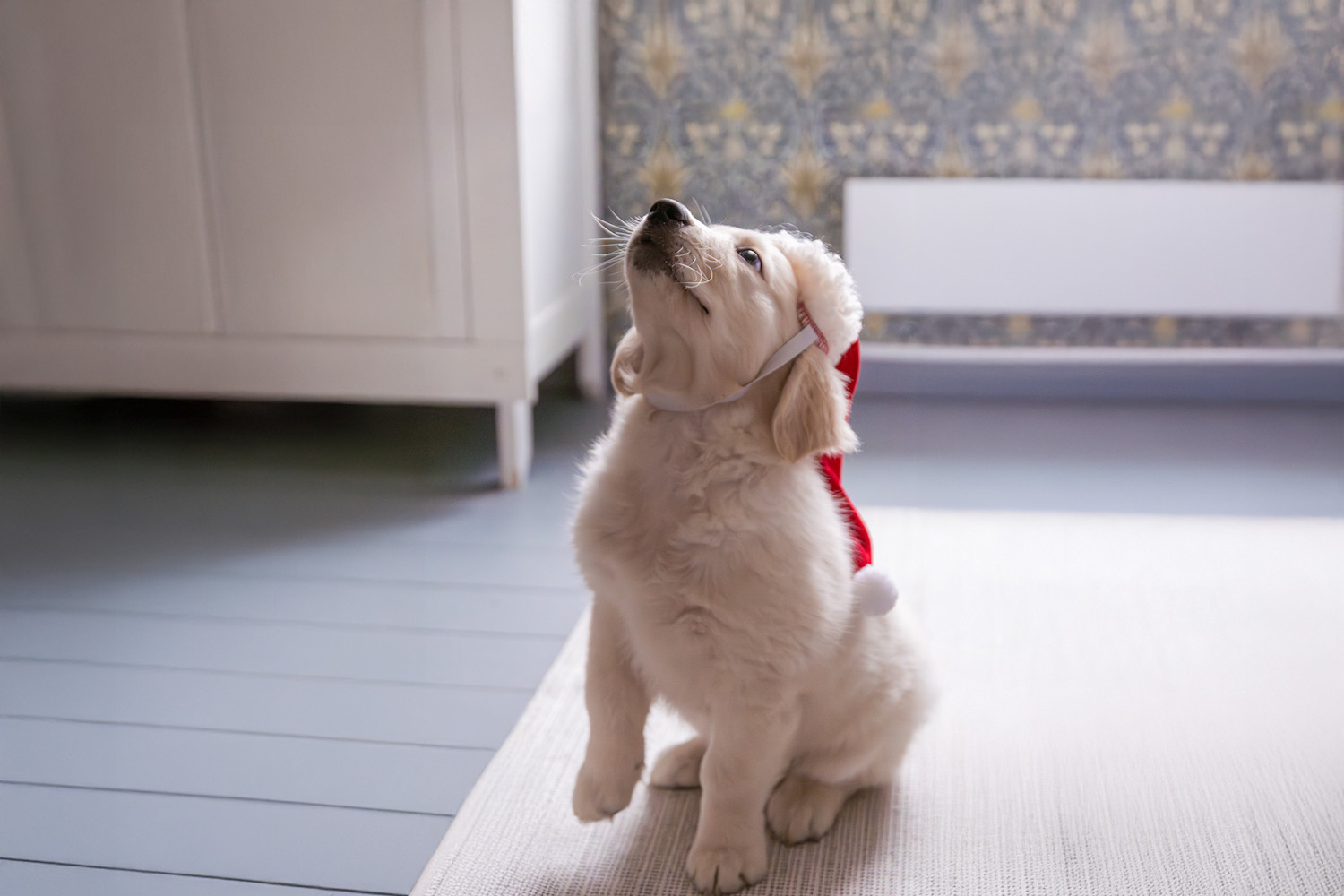 Pureplay article Christmas Food DOG 3x2